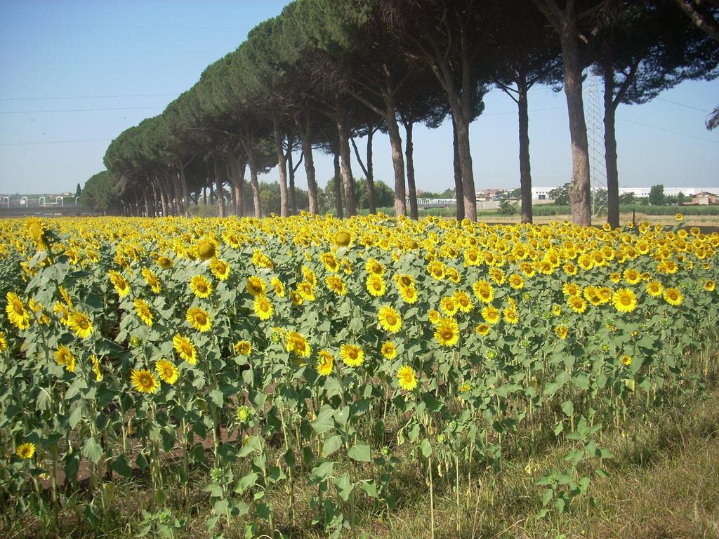 Agriturismo Pantano Borghese Monte Compatri Værelse billede